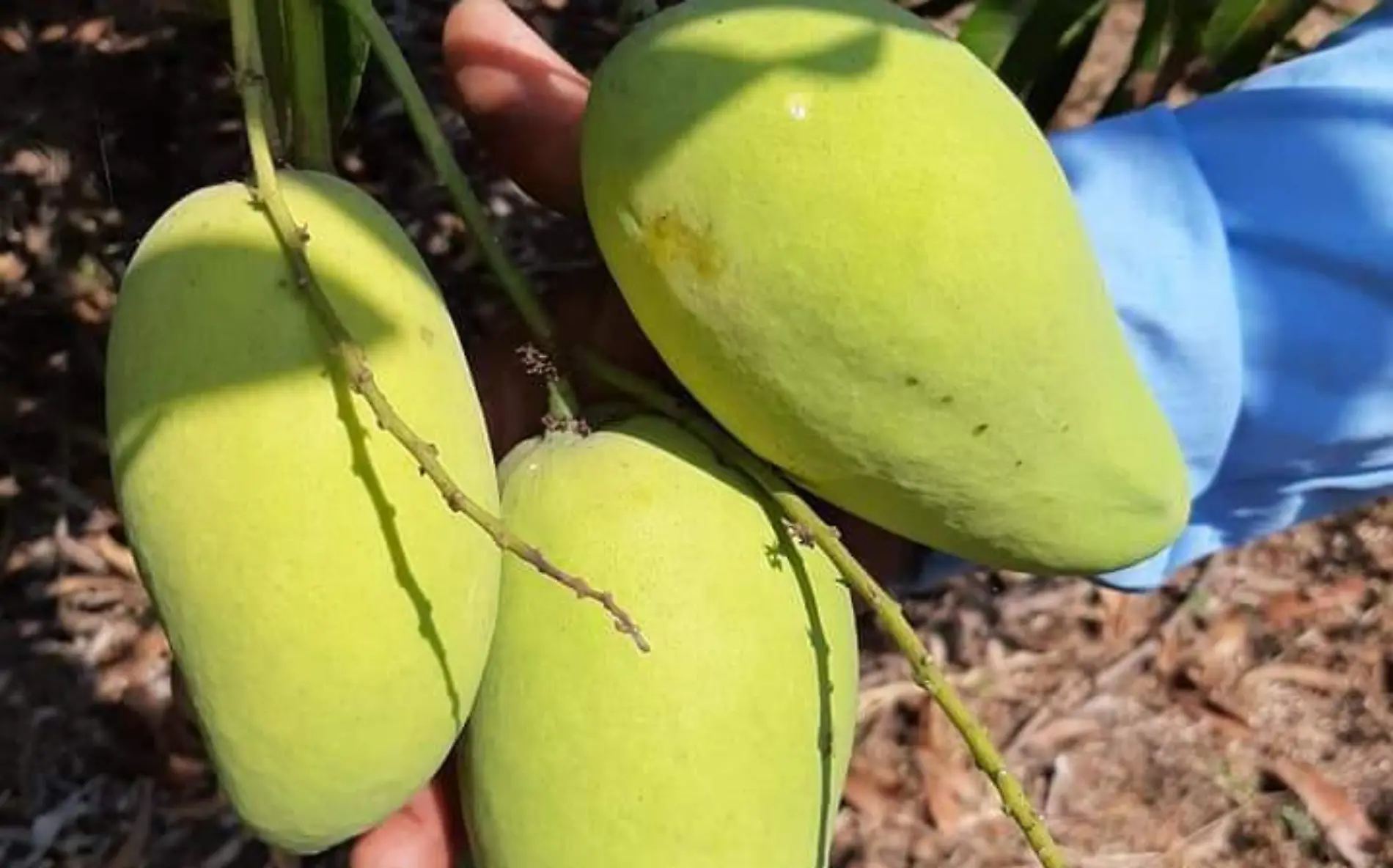 Mango Ataulfo